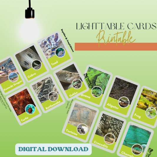 Light Table Flash Card: Reptiles & Amphibians - DIGITAL DOWNLOAD