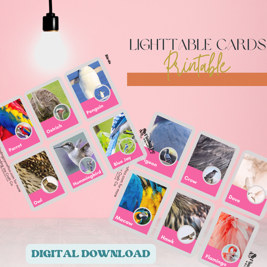 Light Table Flash Card: Birds - DIGITAL DOWNLOAD