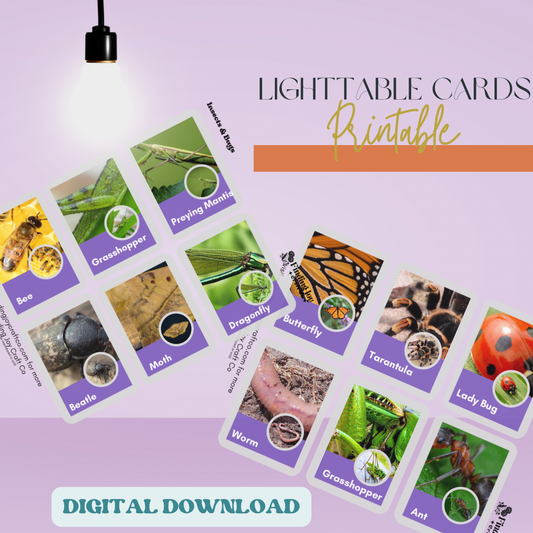 Light Table Flash Card: Bugs - DIGITAL DOWNLOAD